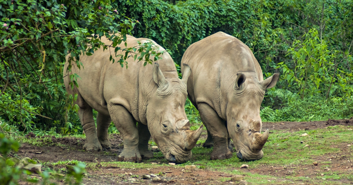 rhinocéros indonesie