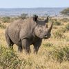Rhinocéros : ces géants disparaissent sous nos yeux Rhinocéros : ces géants disparaissent sous nos yeux