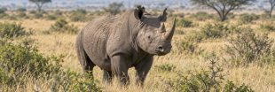 Rhinocéros : ces géants disparaissent sous nos yeux