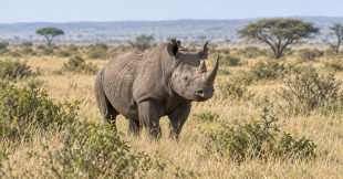 Rhinocéros : ces géants disparaissent sous nos yeux