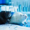 Stress : pourquoi certaines souris encaissent mieux l'adversité Stress : pourquoi certaines souris encaissent mieux l'adversité