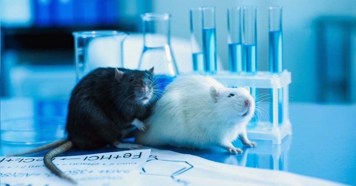 Stress : pourquoi certaines souris encaissent mieux l’adversité Stress : pourquoi certaines souris encaissent mieux l’adversité