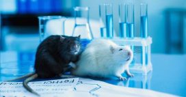 Stress : pourquoi certaines souris encaissent mieux l’adversité Stress : pourquoi certaines souris encaissent mieux l’adversité