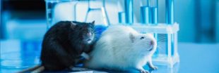 Stress : pourquoi certaines souris encaissent mieux l'adversité Stress : pourquoi certaines souris encaissent mieux l'adversité