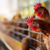 Sous-produits animaux : quels enjeux pour une meilleure gestion des ressources ?