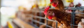 Sous-produits animaux : quels enjeux pour une meilleure gestion des ressources ? Sous-produits animaux : quels enjeux pour une meilleure gestion des ressources ?