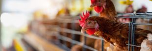 Sous-produits animaux : quels enjeux pour une meilleure gestion des ressources ?