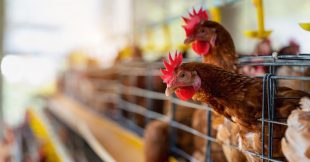 Sous-produits animaux : quels enjeux pour une meilleure gestion des ressources ? Sous-produits animaux : quels enjeux pour une meilleure gestion des ressources ?