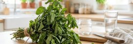 Votre menthe flétrit ? Ne la jetez surtout pas : 7 astuces géniales