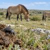 Pour comprendre la biodiversité des pâturages, des chercheurs ont suivi... les crottes Pour comprendre la biodiversité des pâturages, des chercheurs ont suivi... les crottes