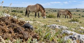 Pour comprendre la biodiversité des pâturages, des chercheurs ont suivi… les crottes