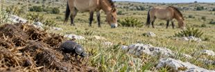 Pour comprendre la biodiversité des pâturages, des chercheurs ont suivi... les crottes
