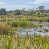 COP17 biodiversité : les États face à l'urgence du vivant