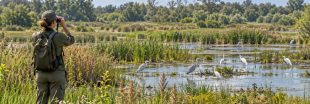 COP17 biodiversité : les États face à l'urgence du vivant