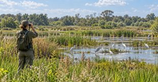 COP17 biodiversité : les États face à l'urgence du vivant