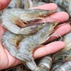 Crevettes d'élevage : des yeux arrachés à vif pour produire toujours plus