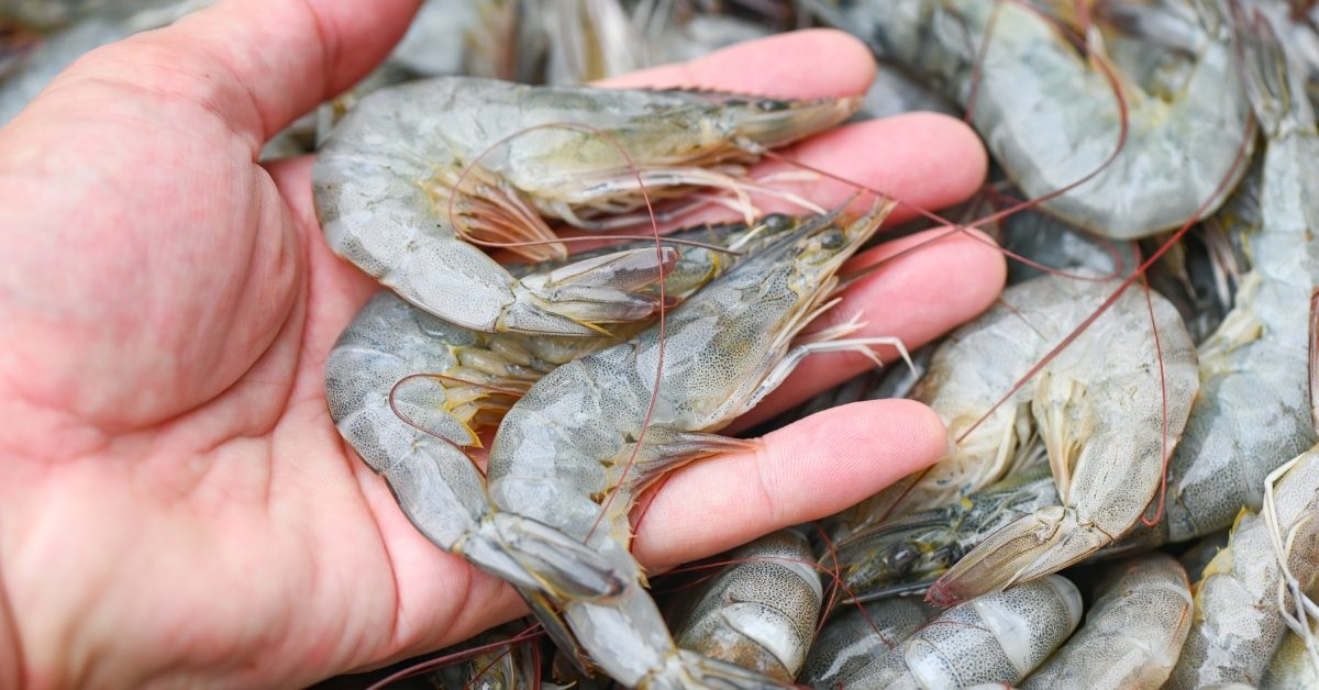 Crevettes d’élevage : des yeux arrachés à vif pour produire toujours plus Crevettes d’élevage : des yeux arrachés à vif pour produire toujours plus