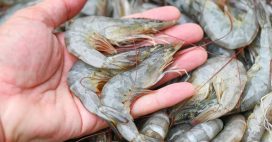 Crevettes d’élevage : des yeux arrachés à vif pour produire toujours plus Crevettes d’élevage : des yeux arrachés à vif pour produire toujours plus