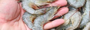 Crevettes d'élevage : des yeux arrachés à vif pour produire toujours plus Crevettes d'élevage : des yeux arrachés à vif pour produire toujours plus