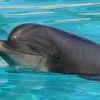 Marineland : Rocky meurt après son transfert en Espagne Marineland : Rocky meurt après son transfert en Espagne