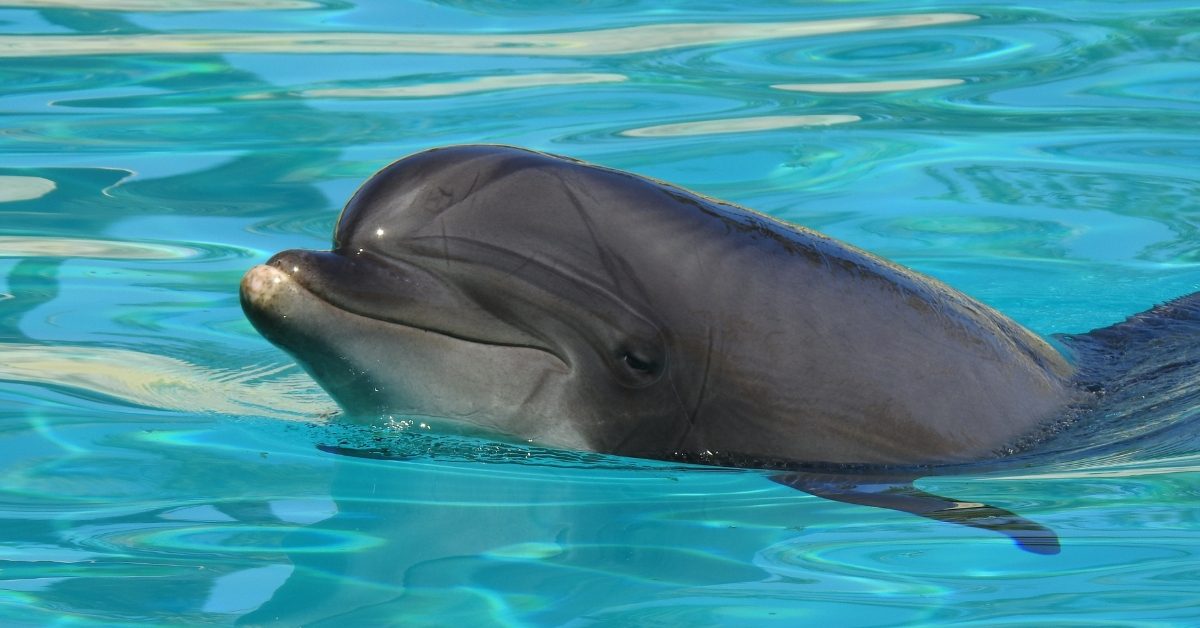 Marineland : Rocky meurt après son transfert en Espagne Marineland : Rocky meurt après son transfert en Espagne