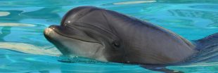 Marineland : Rocky meurt après son transfert en Espagne Marineland : Rocky meurt après son transfert en Espagne