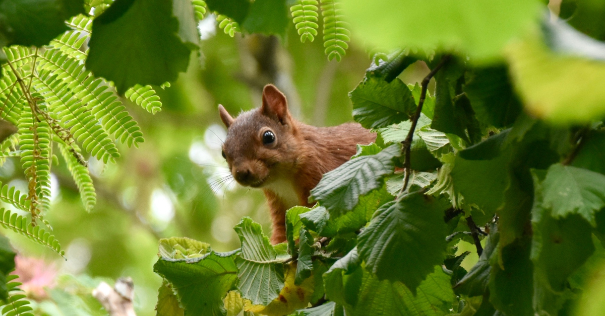 Écureuil roux perché sur une branche, entouré de feuilles vertes.