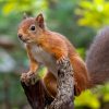 Écureuils roux : préparez votre jardin pour l'accueillir Écureuils roux : préparez votre jardin pour l'accueillir