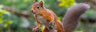 Écureuils roux : préparez votre jardin pour l'accueillir Écureuils roux : préparez votre jardin pour l'accueillir