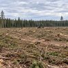 Google accusée d'avoir totalement rasé une forêt pour ses data centers