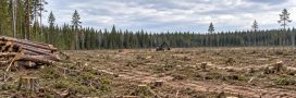 Google accusée d'avoir totalement rasé une forêt pour ses data centers