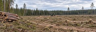Google accusée d'avoir totalement rasé une forêt pour ses data centers