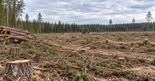 Google accusée d'avoir totalement rasé une forêt pour ses data centers