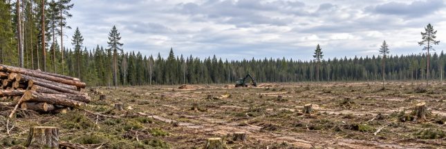 Coupe rase dans une forêt boréale, avec souches, troncs empilés et engin forestier au loin.