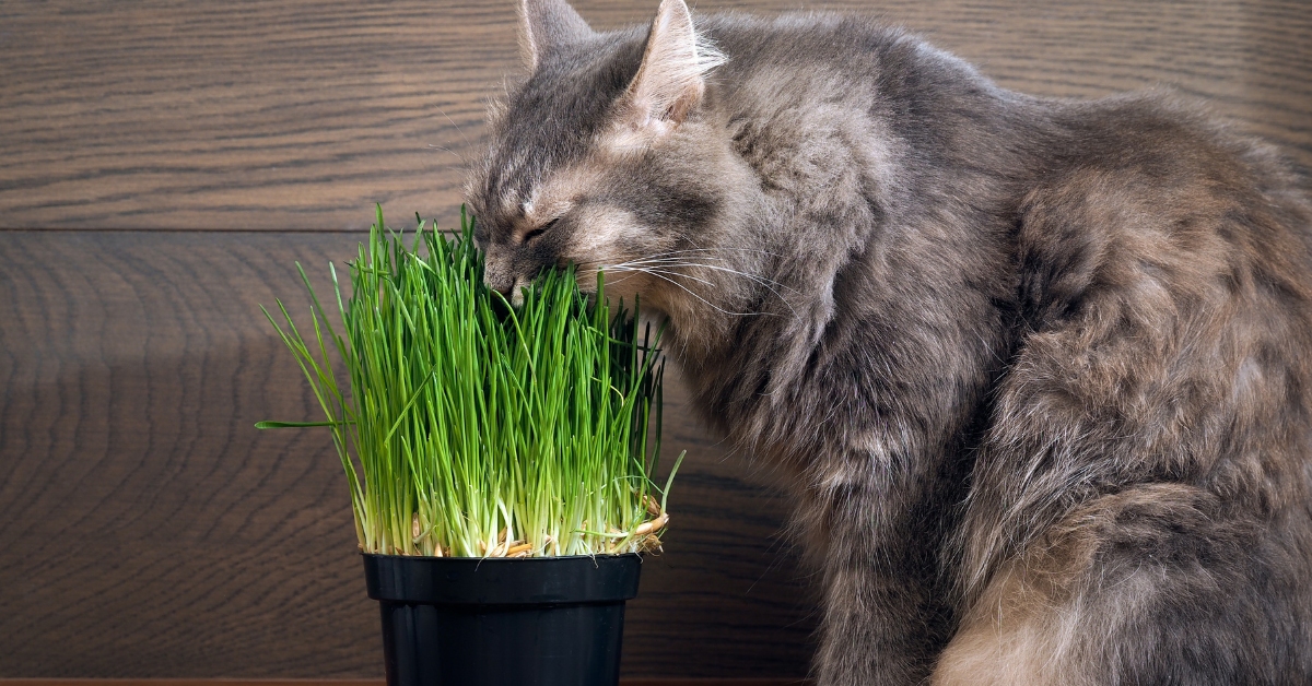 herbe à chat