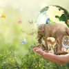La biodiversité s'effondre encore et toujours, confirme le WWF La biodiversité s'effondre encore et toujours, confirme le WWF