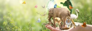 La biodiversité s'effondre encore et toujours, confirme le WWF La biodiversité s'effondre encore et toujours, confirme le WWF