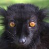 Singes à l'apéro, chats défoncés et abeilles caféinées : les animaux aussi se droguent-ils ? Singes à l'apéro, chats défoncés et abeilles caféinées : les animaux aussi se droguent-ils ?