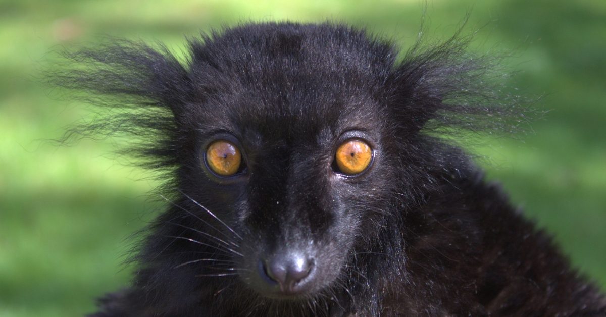Singes à l’apéro, chats défoncés et abeilles caféinées : les animaux aussi se droguent-ils ? Singes à l’apéro, chats défoncés et abeilles caféinées : les animaux aussi se droguent-ils ?