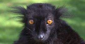 Singes à l’apéro, chats défoncés et abeilles caféinées : les animaux aussi se droguent-ils ? Singes à l’apéro, chats défoncés et abeilles caféinées : les animaux aussi se droguent-ils ?