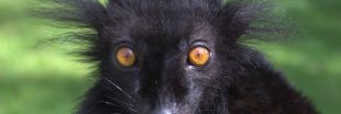 Singes à l'apéro, chats défoncés et abeilles caféinées : les animaux aussi se droguent-ils ?