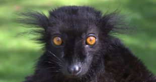Singes à l'apéro, chats défoncés et abeilles caféinées : les animaux aussi se droguent-ils ?