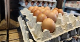 PFAS : 57 % des oeufs testés sont contaminés en France PFAS : 57 % des oeufs testés sont contaminés en France