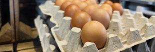 PFAS : 57% des oeufs testés sont contaminés en France PFAS : 57% des oeufs testés sont contaminés en France