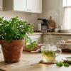 Menthe poivrée : 4 bienfaits prouvés pour la digestion, la tête et l'haleine Menthe poivrée : 4 bienfaits prouvés pour la digestion, la tête et l'haleine