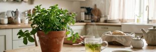 Menthe poivrée : 4 bienfaits prouvés pour la digestion, la tête et l'haleine Menthe poivrée : 4 bienfaits prouvés pour la digestion, la tête et l'haleine
