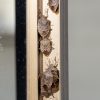 Punaises diaboliques dans la maison : peuvent-elles pondre et se multiplier chez vous ? Punaises diaboliques dans la maison : peuvent-elles pondre et se multiplier chez vous ?