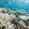 Récifs coralliens : l'UICN lance un cri d'alarme face à une extinction totale d'ici 2075 Récifs coralliens : l'UICN lance un cri d'alarme face à une extinction totale d'ici 2075