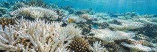 Récifs coralliens : l'UICN lance un cri d'alarme face à une extinction totale d'ici 2075
