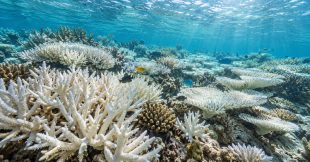 Récifs coralliens : l'UICN lance un cri d'alarme face à une extinction totale d'ici 2075 Récifs coralliens : l'UICN lance un cri d'alarme face à une extinction totale d'ici 2075